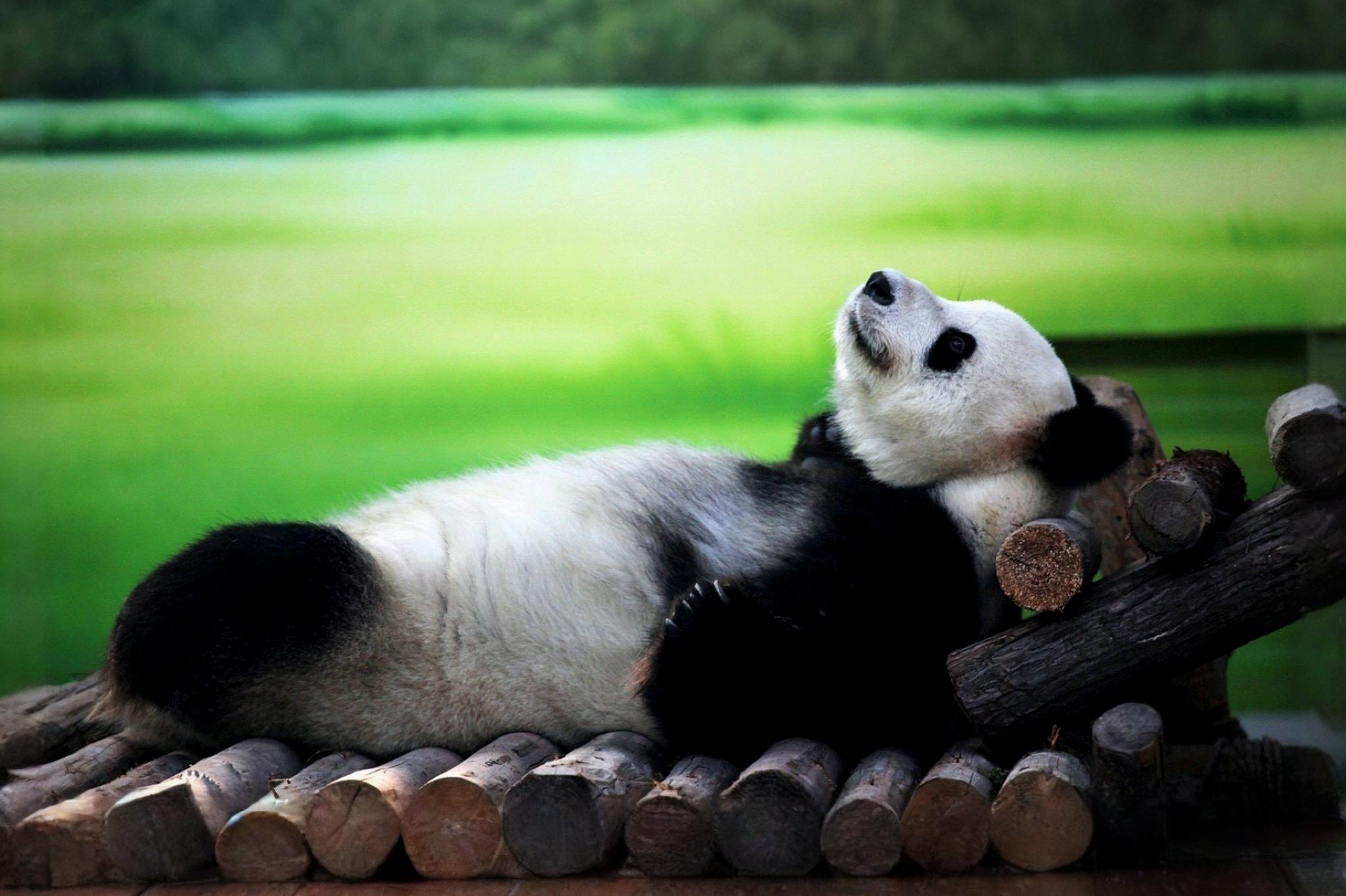 ai generated image 2025 08 17